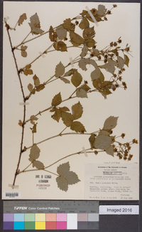 Rubus montensis image