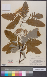 Sorbus hybrida image