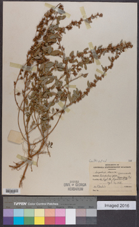 Lespedeza daurica image