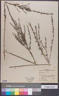 Lespedeza juncea image