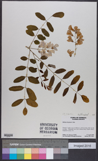 Robinia hispida image