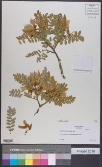 Sophora macrocarpa image