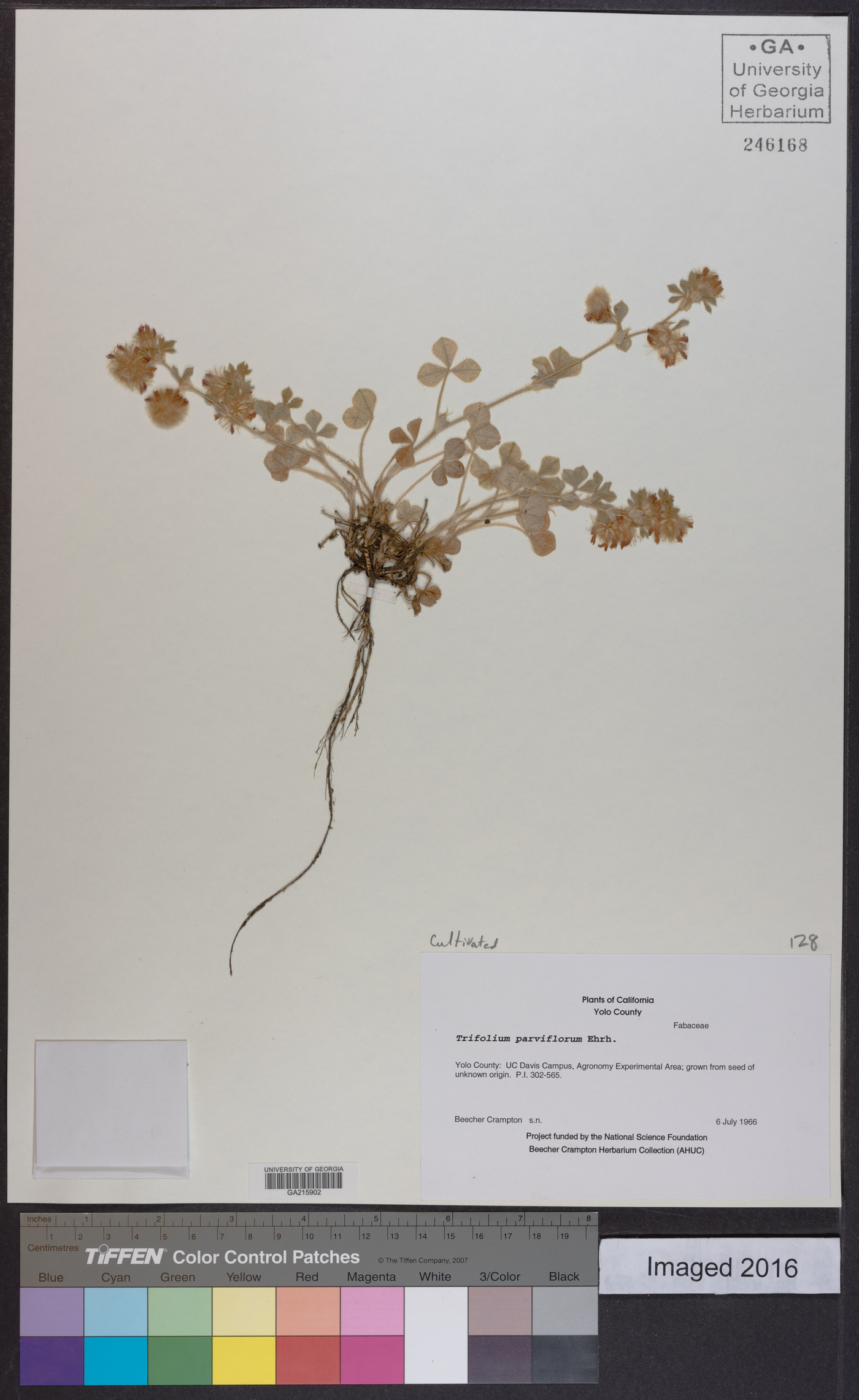 Trifolium parviflorum image