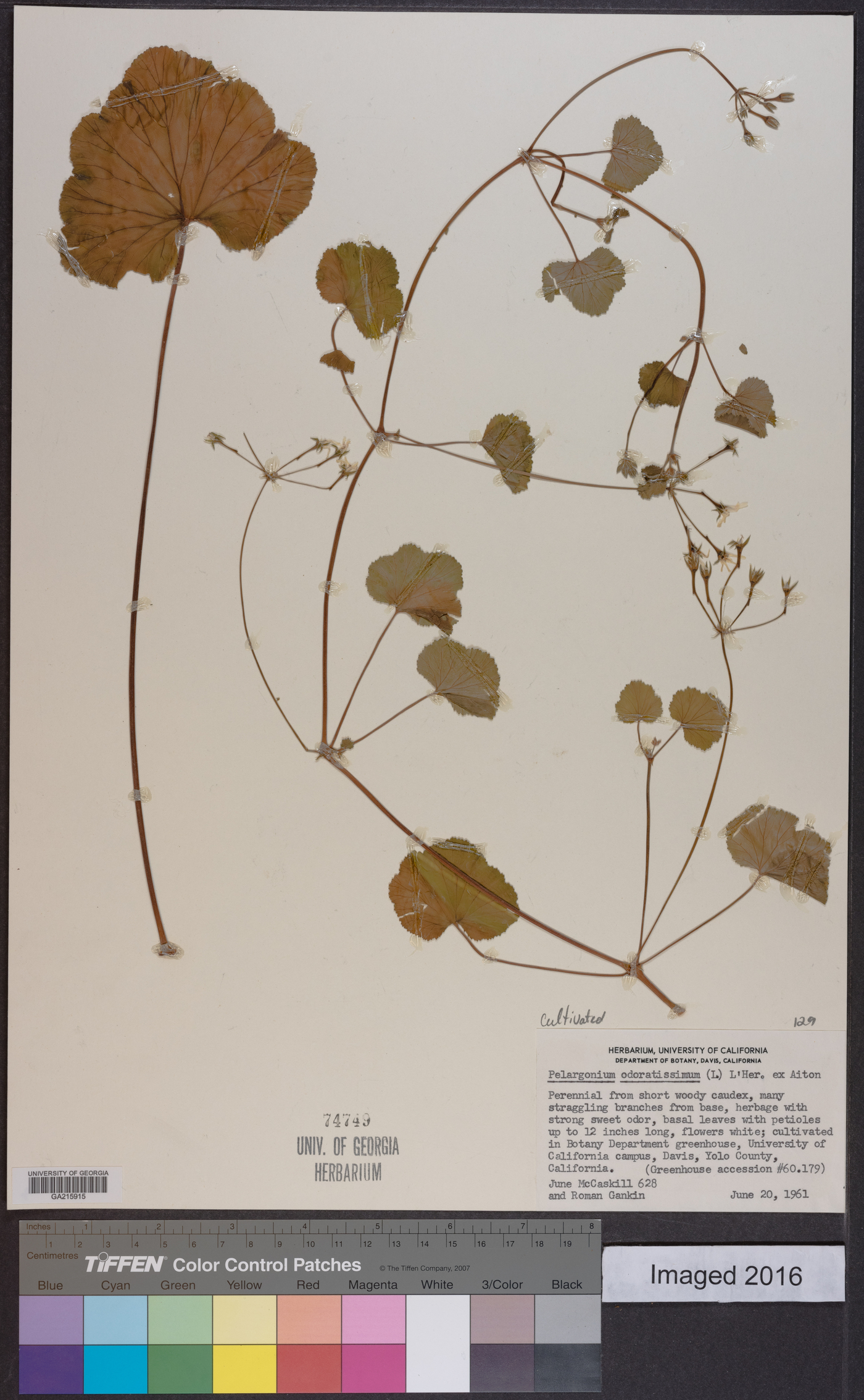 Pelargonium odoratissimum image