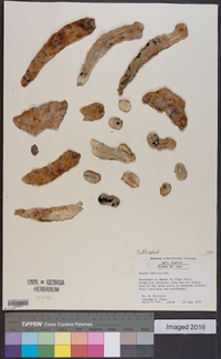 Oxalis tuberosa image