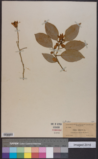 Citrus × aurantium image