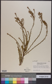 Diosma ericoides image