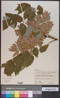 Ailanthus altissima image