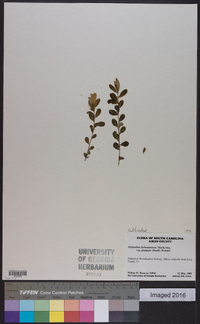 Phyllanthus liebmannianus image