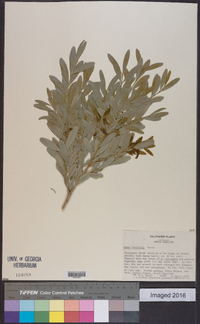 Buxus harlandii image