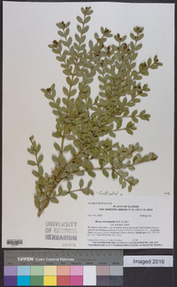 Buxus sinica var. insularis image