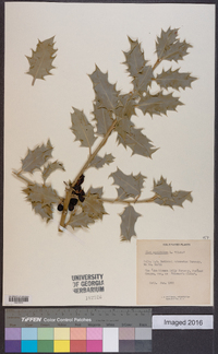 Ilex aquifolium image