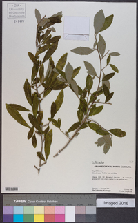 Ilex decidua var. decidua image