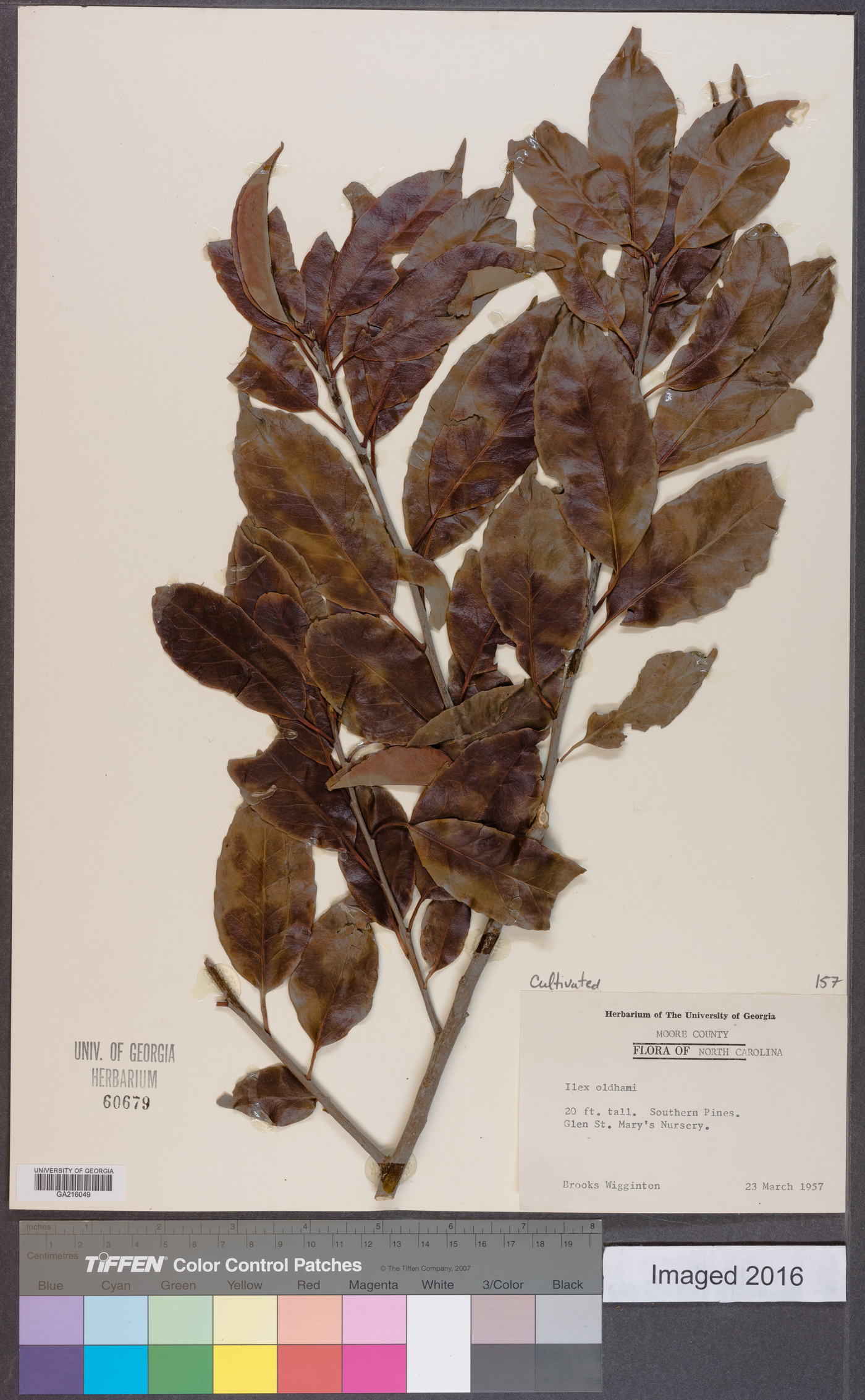 Ilex chinensis image