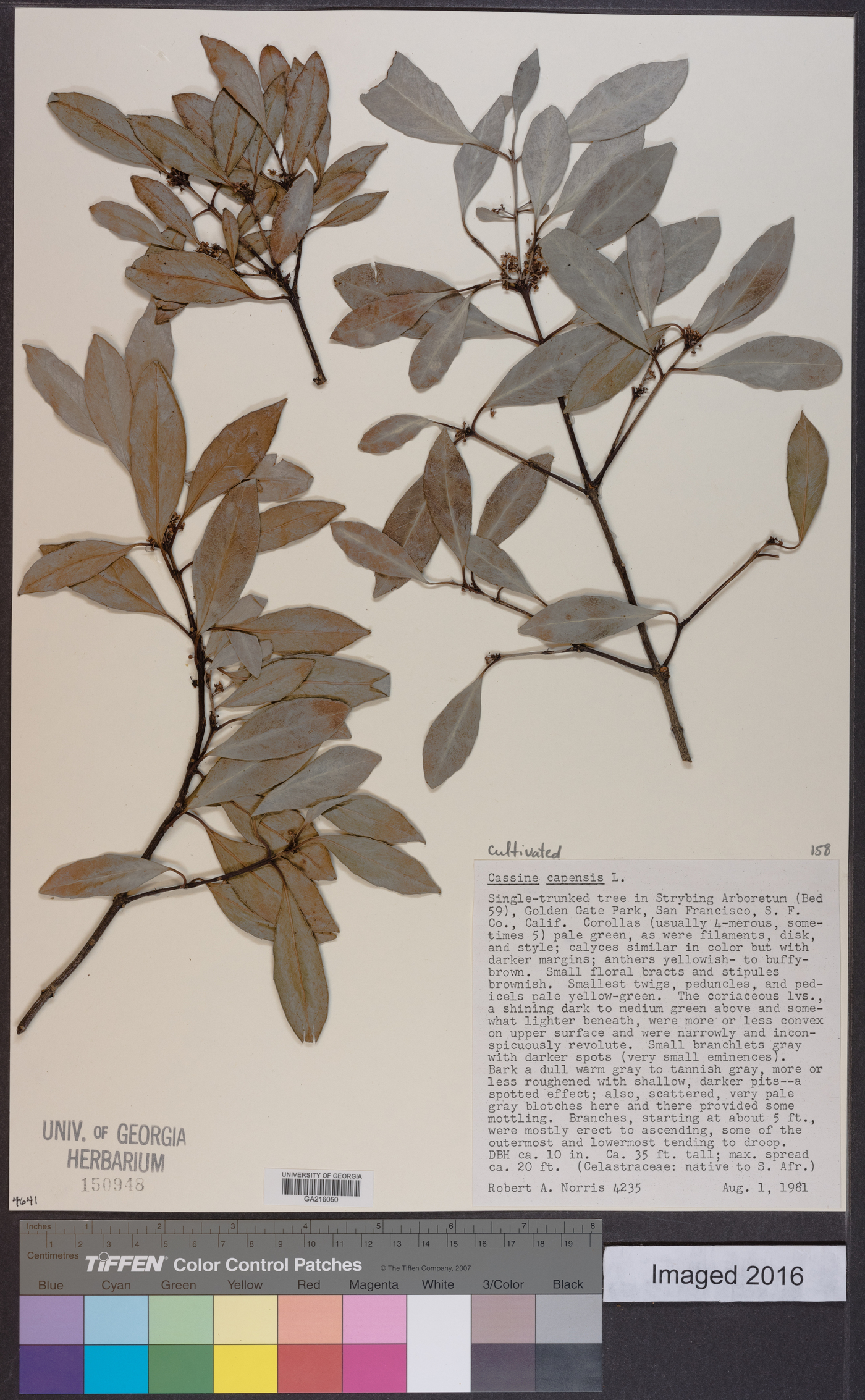 Cassine peragua subsp. peragua image