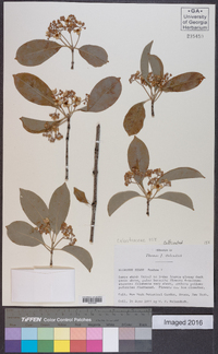 Euonymus hamiltonianus image