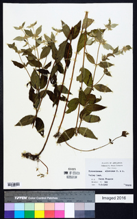 Pycnanthemum albescens image