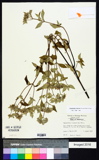 Pycnanthemum albescens image