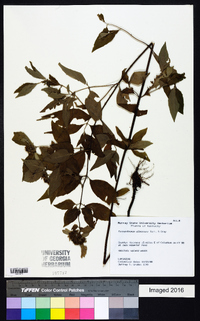 Pycnanthemum albescens image