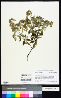 Pycnanthemum albescens image