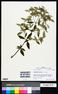 Pycnanthemum albescens image