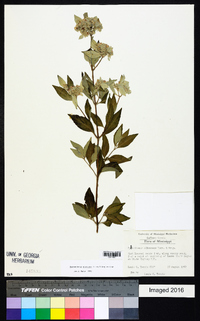 Pycnanthemum albescens image