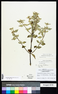 Pycnanthemum albescens image