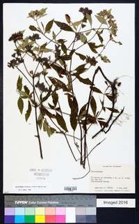 Pycnanthemum albescens image