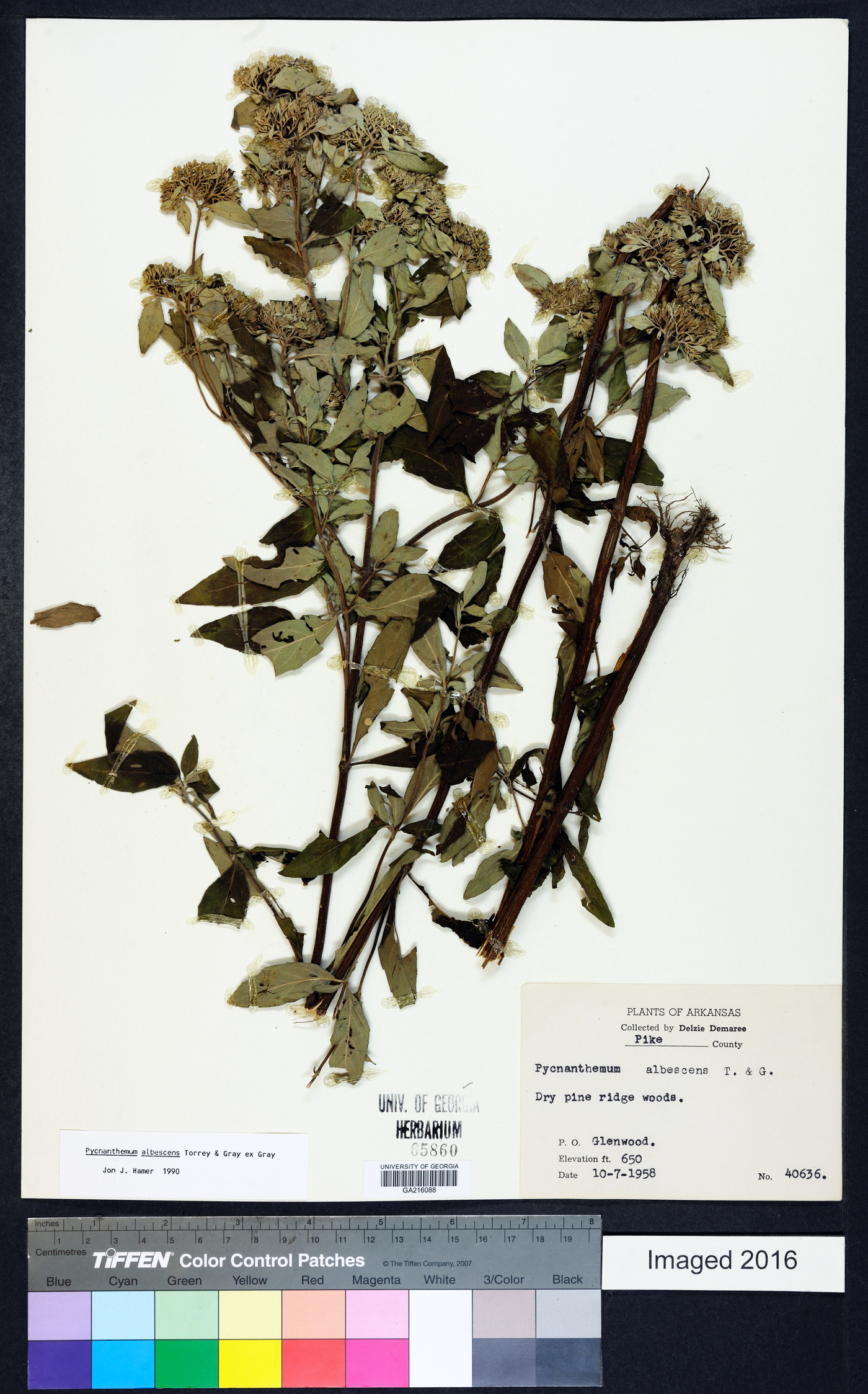 Pycnanthemum albescens image