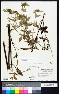 Pycnanthemum albescens image