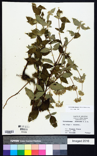 Pycnanthemum albescens image