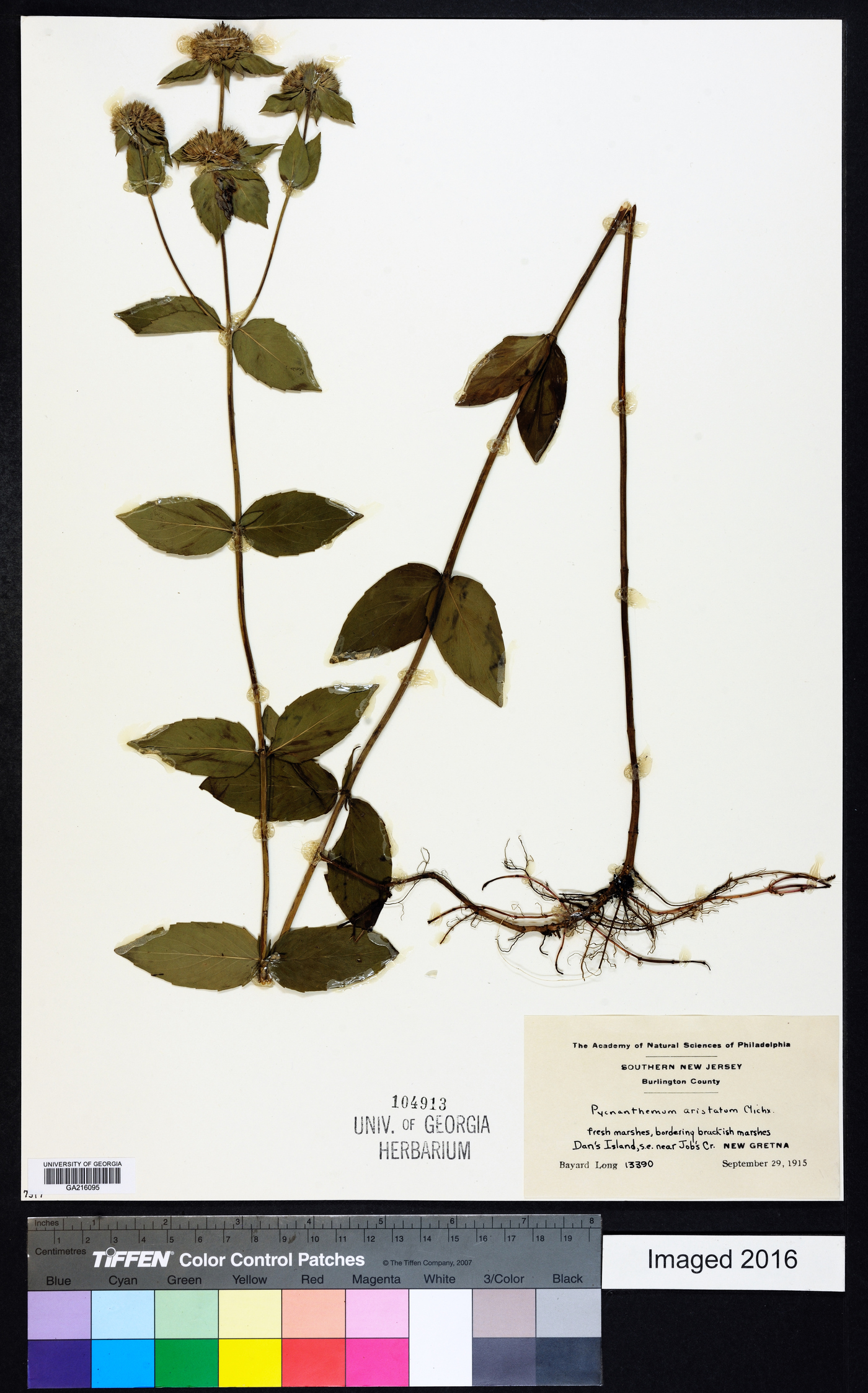 Pycnanthemum setosum image