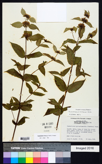 Pycnanthemum beadlei image