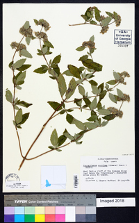 Pycnanthemum curvipes image