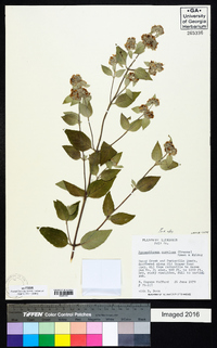 Pycnanthemum curvipes image