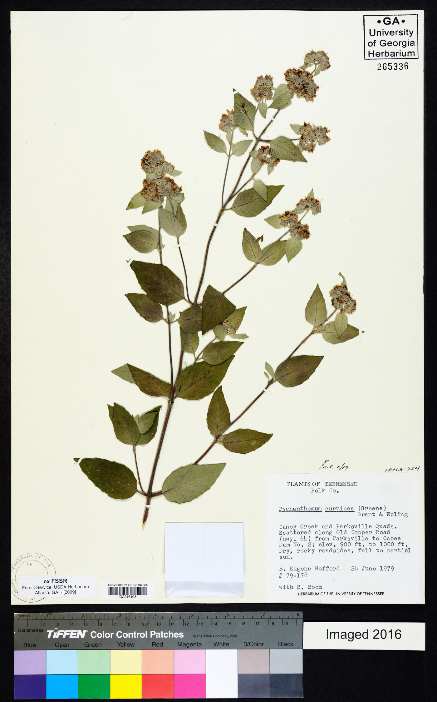 Pycnanthemum curvipes image