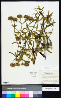 Pycnanthemum flexuosum image