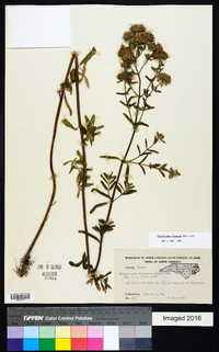 Pycnanthemum flexuosum image