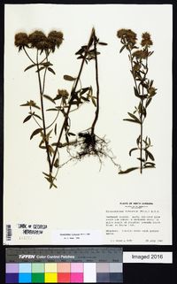 Pycnanthemum flexuosum image