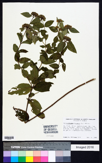 Pycnanthemum incanum image