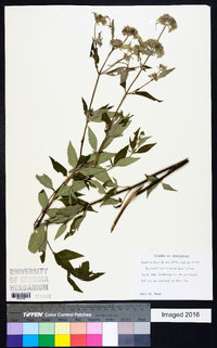 Pycnanthemum incanum image