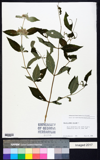 Pycnanthemum incanum image