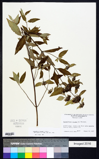 Pycnanthemum incanum image