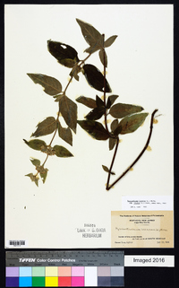 Pycnanthemum incanum image