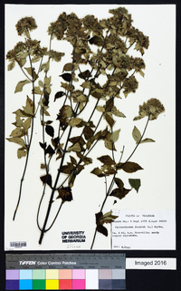 Pycnanthemum incanum image