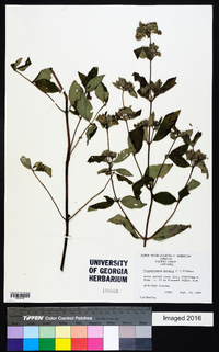 Pycnanthemum incanum image