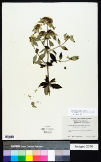 Pycnanthemum incanum image