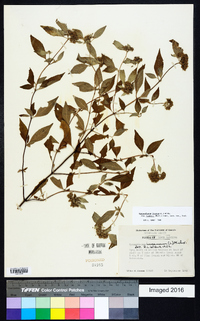 Pycnanthemum incanum image