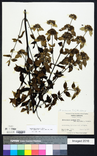 Pycnanthemum incanum image