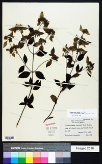 Pycnanthemum incanum image